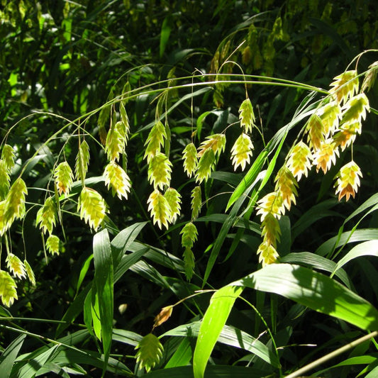 Northern Sea Oats Seeds (Chasmanthium latifolium)