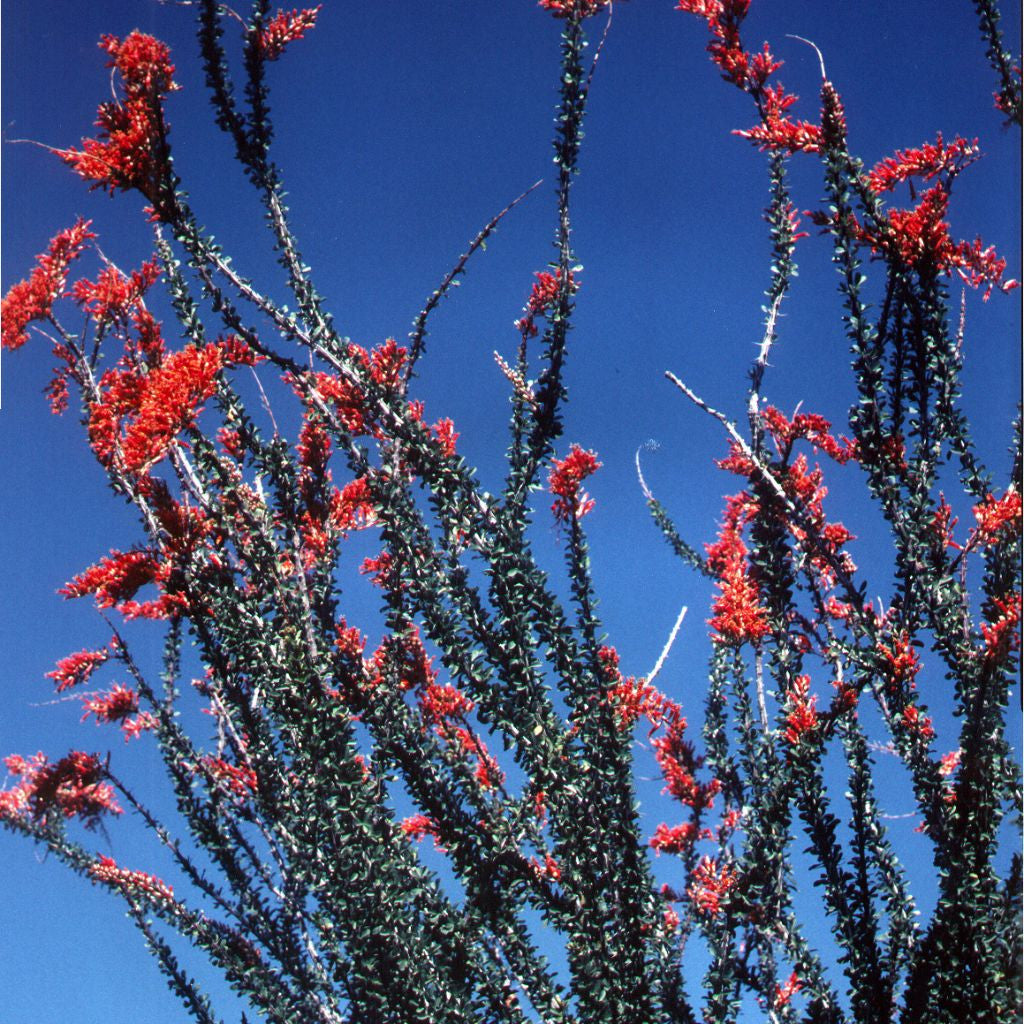 planting ocotillo seeds Ocotillo Seeds (Fouquieria splendens)