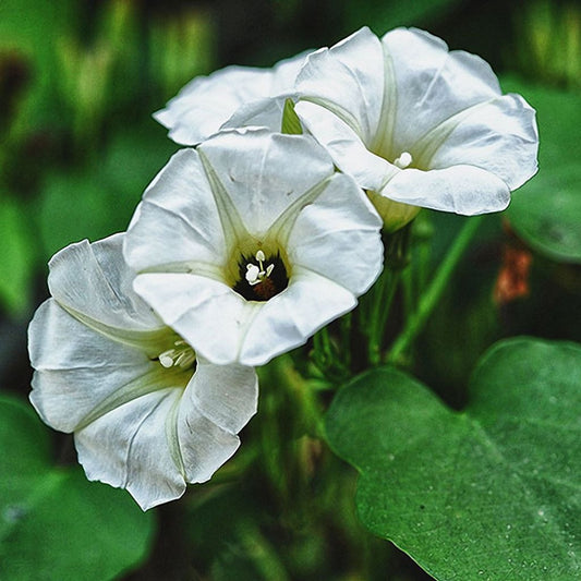 Ololiuqui Seeds (Rivea corymbosa)