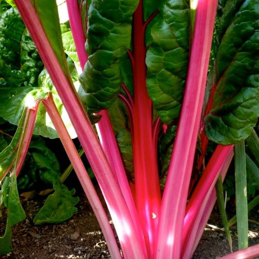 Flamingo Pink Swiss Chard Seeds