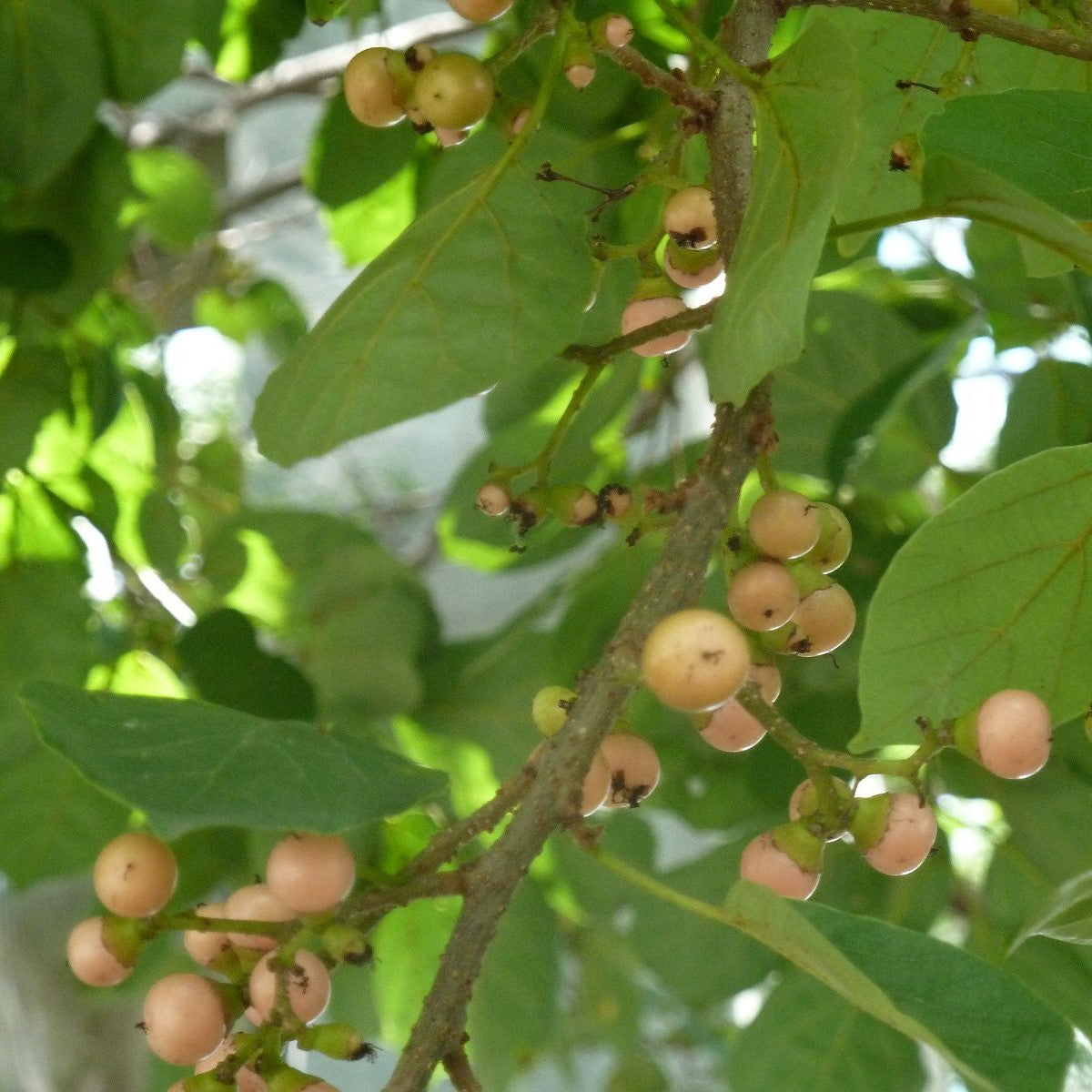 Bird Lime Tree Seeds (Cordia dichotoma)