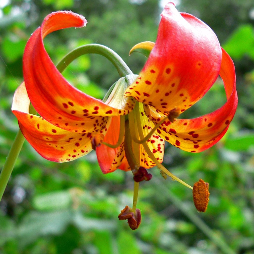 Panther Lily Seeds (Lilium pardalinum) – Frozen Seed Capsules™
