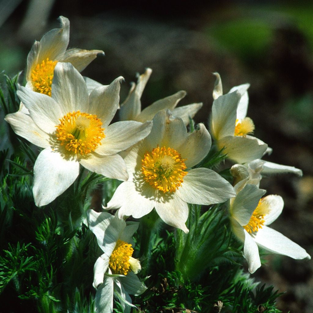 Pasque Flower Seeds (Anemone pulsatilla)