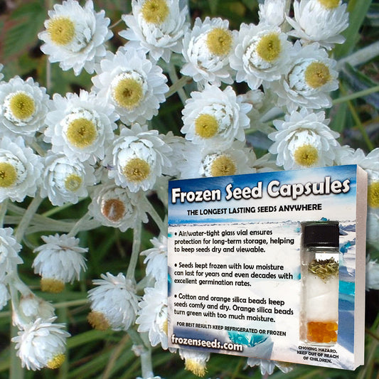 Pearly Everlasting Seeds (Anaphalis margaritacea)
