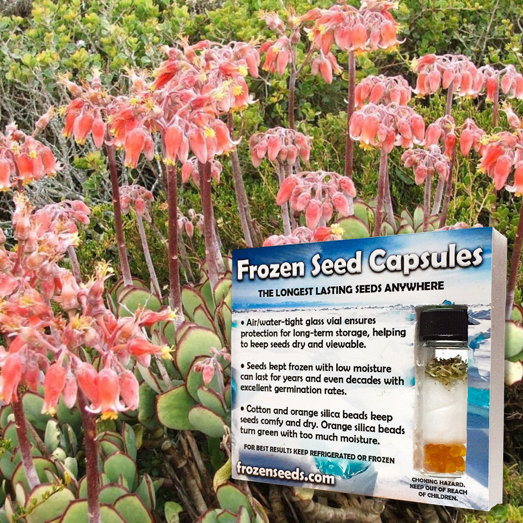 Pig's Ears Seeds (Cotyledon orbiculata)