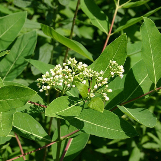 Prairie Dogbane Seeds (Apocynum cannabinum)
