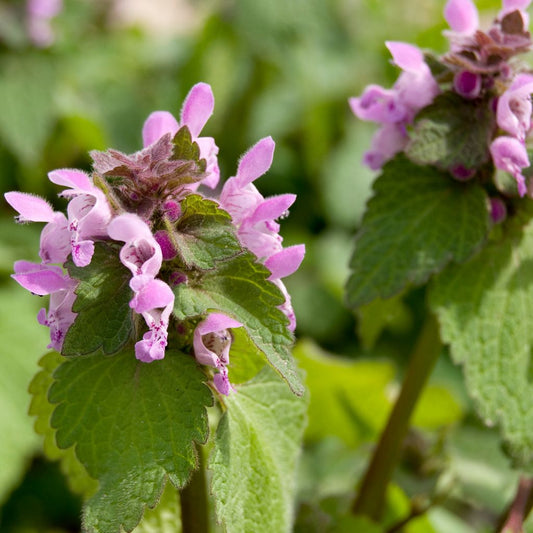 Purple Dead-Nettle Seeds (Lamium purpureum)