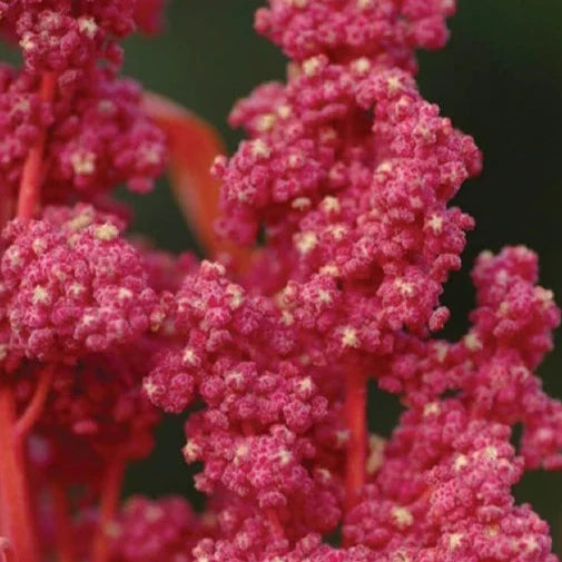 Red Head Quinoa Seeds