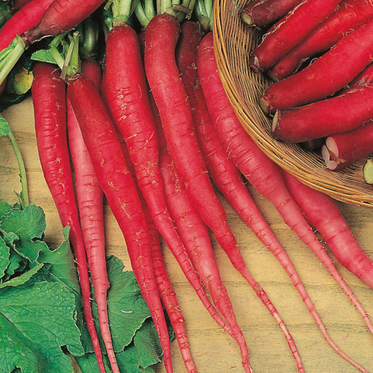 Candela Di Fuoco Radish Seeds