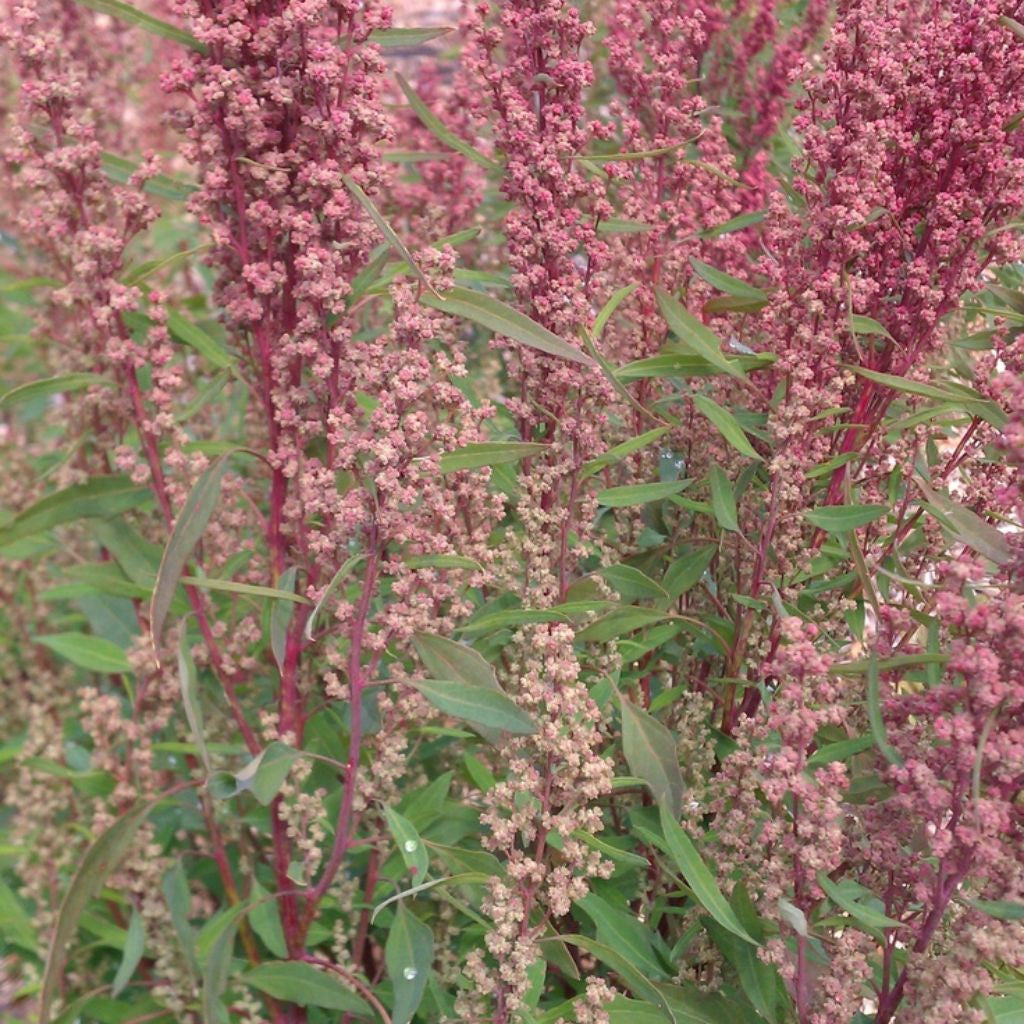 Red Aztec Spinach Seeds (Chenopodium berlandieri)