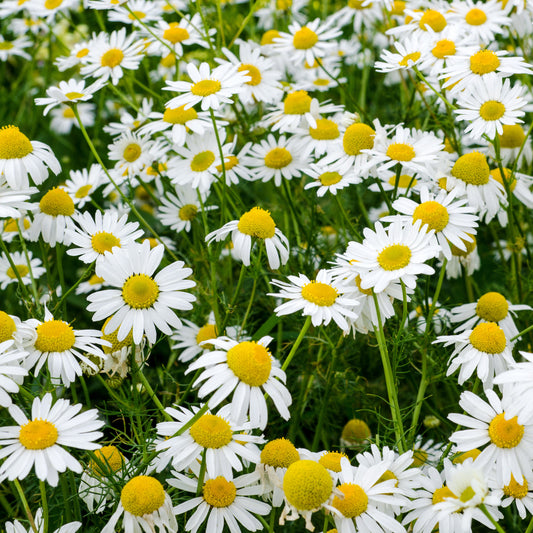 Roman Chamomile Seeds (Chamaemelum nobile)