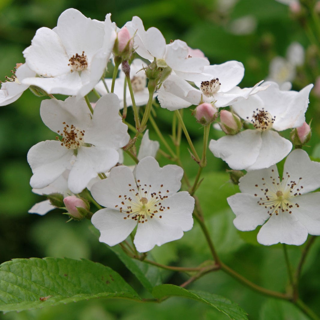 Baby Rose Hip Seeds (Rosa multiflora)