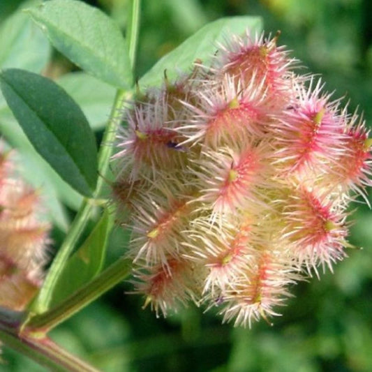 Russian Licorice Seeds (Glycyrrhiza echinata)