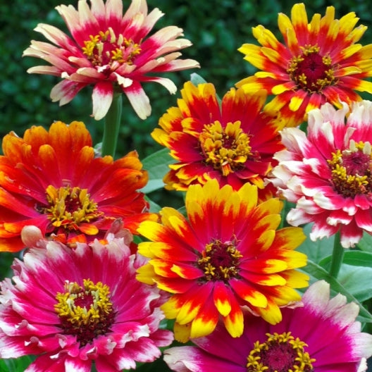 Carousel Zinnia Seeds