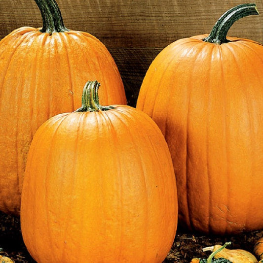 Howden Pumpkin Seeds