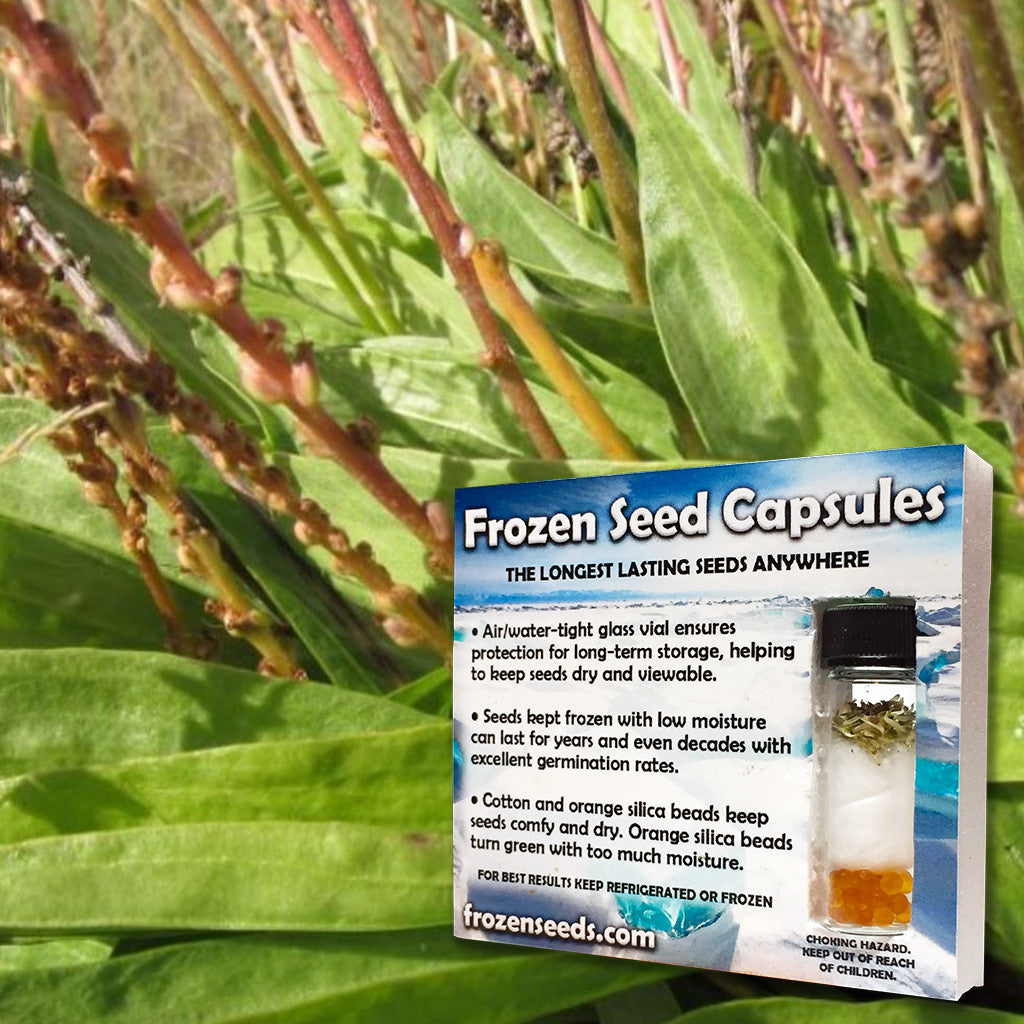 plantain plant seeds Saline Plantain Seeds (Plantago eriopoda) – Frozen Seed Capsules™