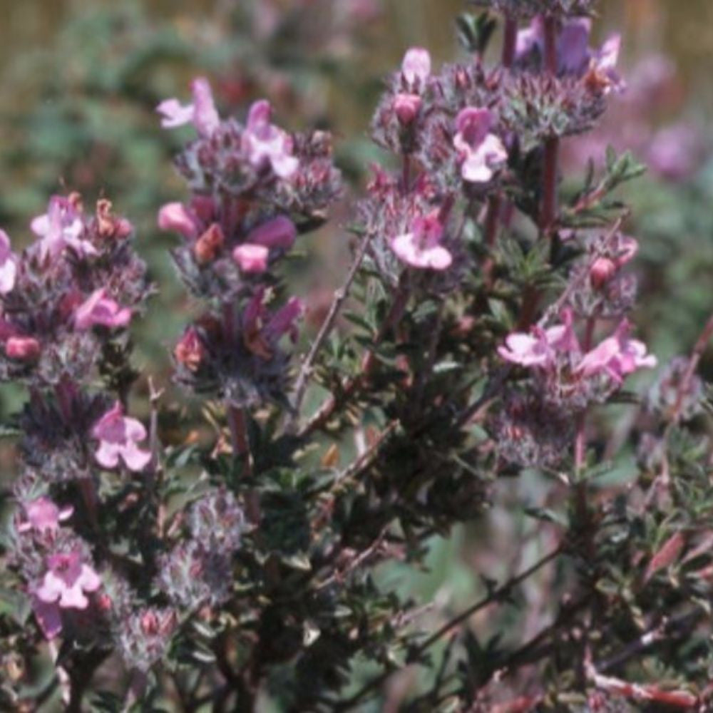 Savory of Crete Seeds (Satureja thymbra)