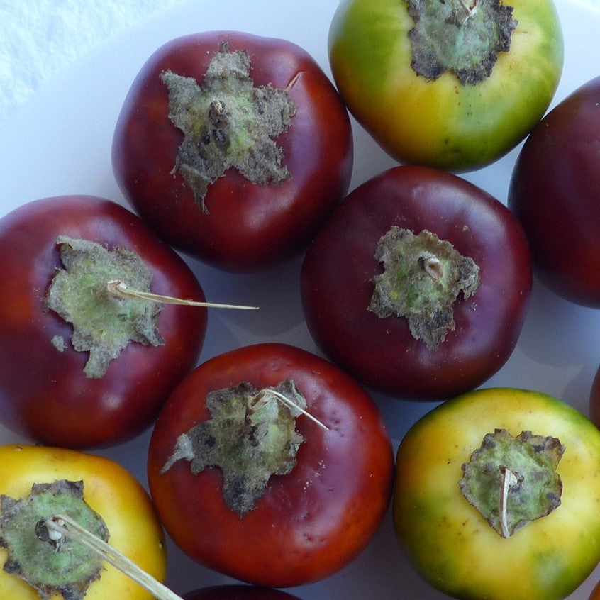 Red Cocona Seeds (Solanum sessiliflorum)
