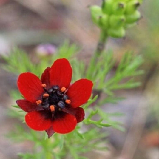 Summer Pheasant's Eye Seeds (Adonis aestivalis)
