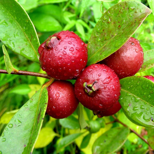 Red Strawberry Guava Seeds (Psidium cattleianum)
