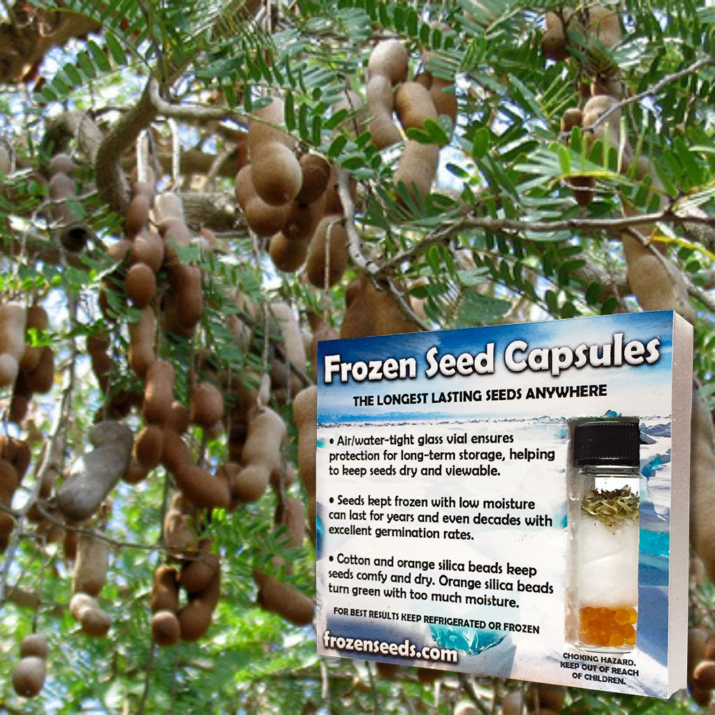 tamarind seed planting Tamarind Seeds (Tamarindus indica) – Frozen Seed Capsules™