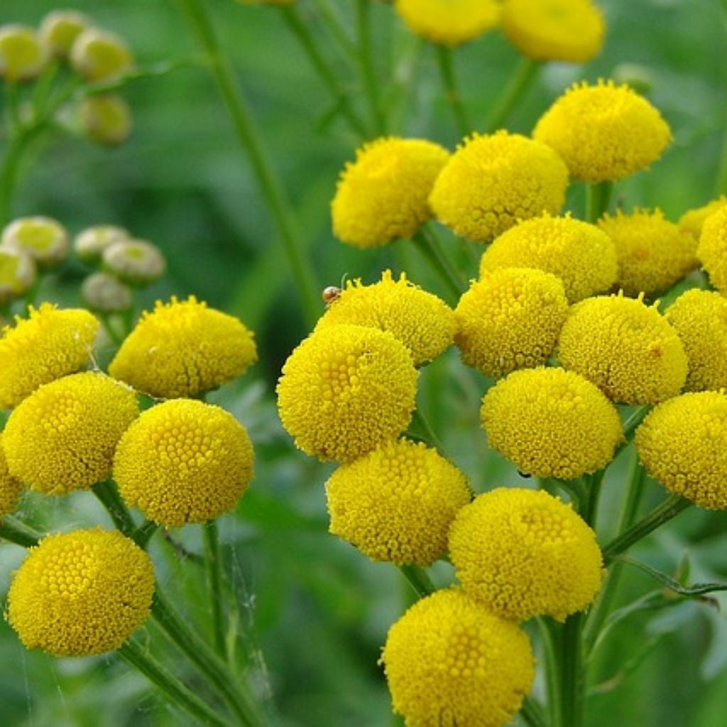 Tansy Seeds (Tanacetum vulgare)