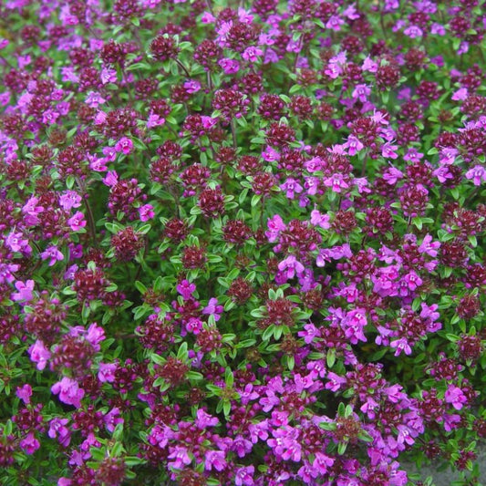 Wild Thyme Seeds (Thymus praecox)