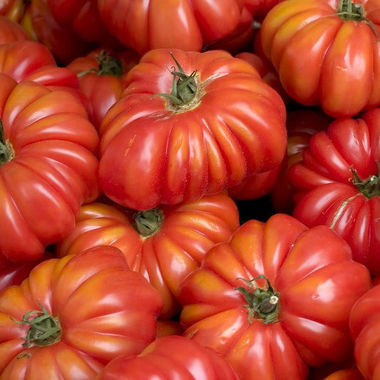 Costuleto Genevese Tomato Seeds