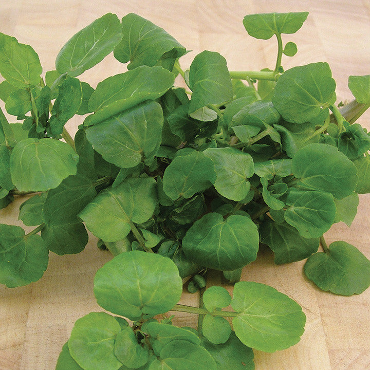 Aqua Large Leaf Watercress Seeds
