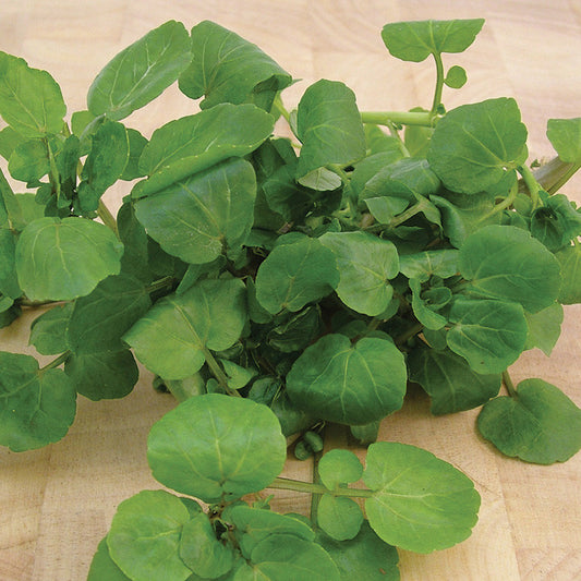 Aqua Large Leaf Watercress Seeds