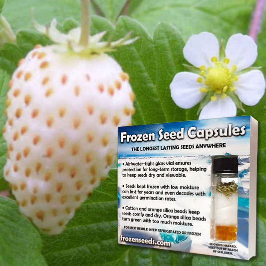 White Soul Strawberry Seeds (Fragaria vesca 'White Soul')