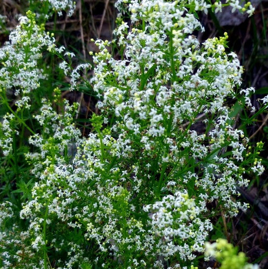 White Bedstraw (Galium album) Seeds