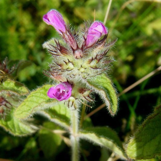 Wild Basil Seeds (Clinopodium vulgare)