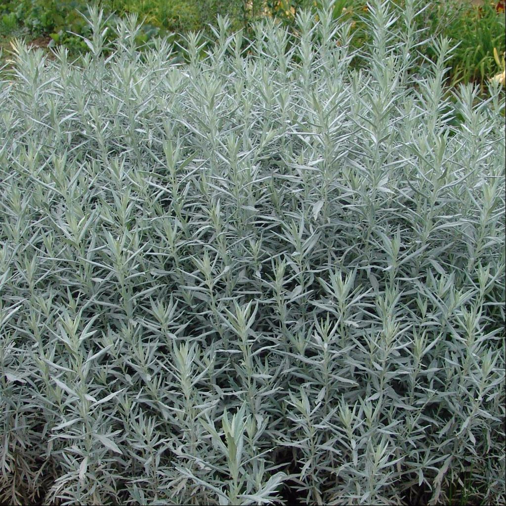 Prairie Wormwood Seeds (Artemisia ludoviciana)