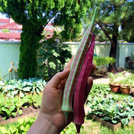 Red Velvet Okra Seeds