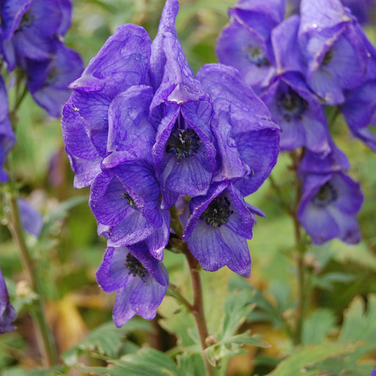 Chinese Aconite Seeds (Aconitum carmichaeli)