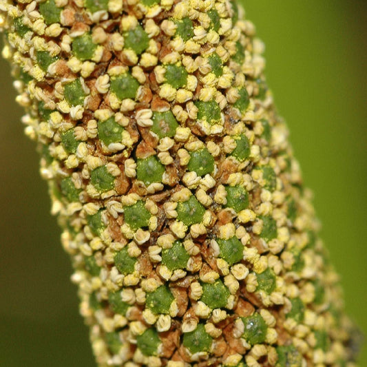 Sweet Flag Seeds (Acorus calamus americanus)