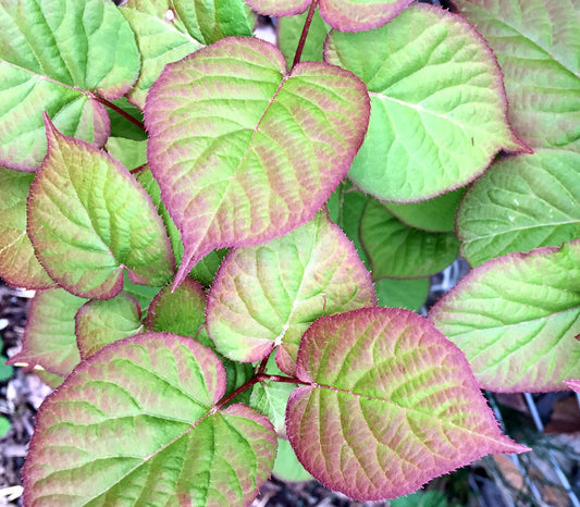 Arctic Beauty Kiwi Seeds (Actinidia kolomikta)