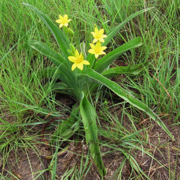 African Star Seeds (Hypoxis hemerocallidea)