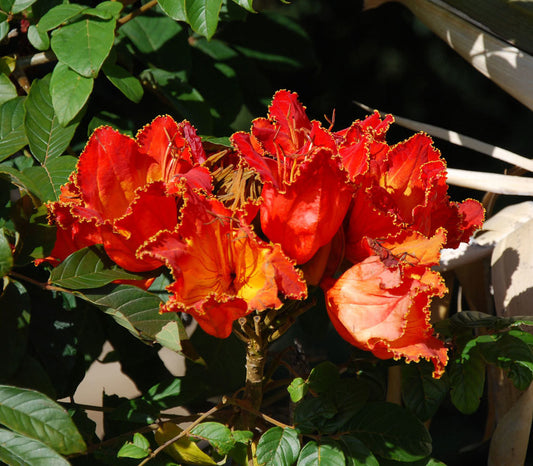 African Tulip Tree Seeds (Spathodea companulata)