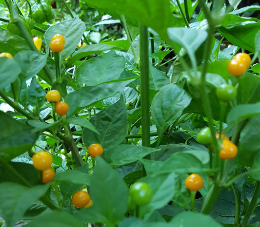 Aji Charapita Pepper Seeds