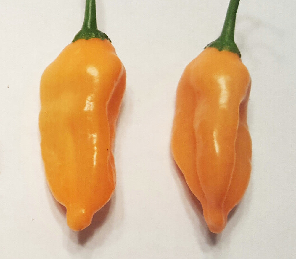 Aji Mango Pepper Seeds