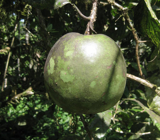Borojo Seeds (Alibertia patinoi)
