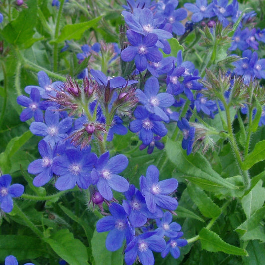 Alkanet Seeds (Anchusa officinalis)