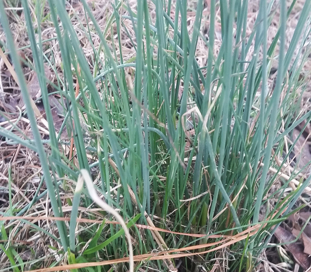 Wild Garlic Seeds (Allium canadense)