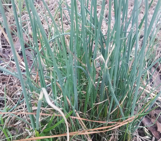 Wild Garlic Seeds (Allium canadense)