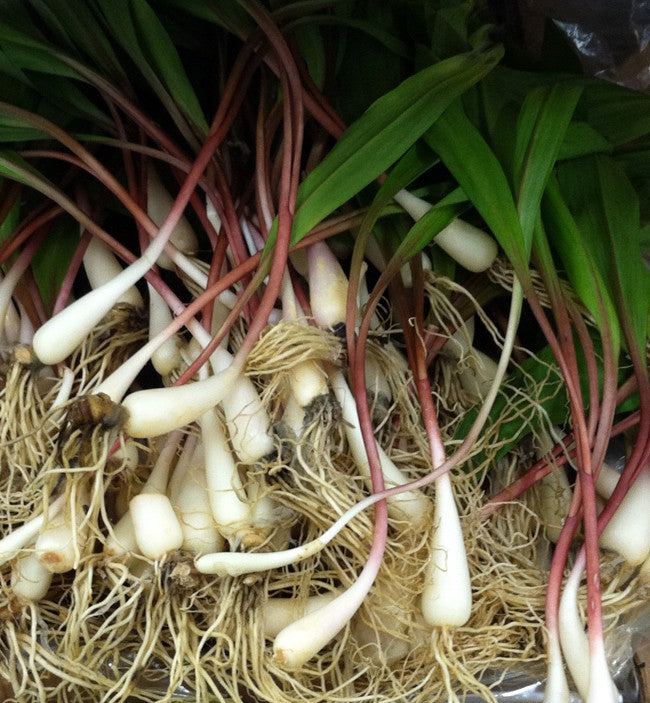 Wild Leek Seeds (Allium tricoccum)