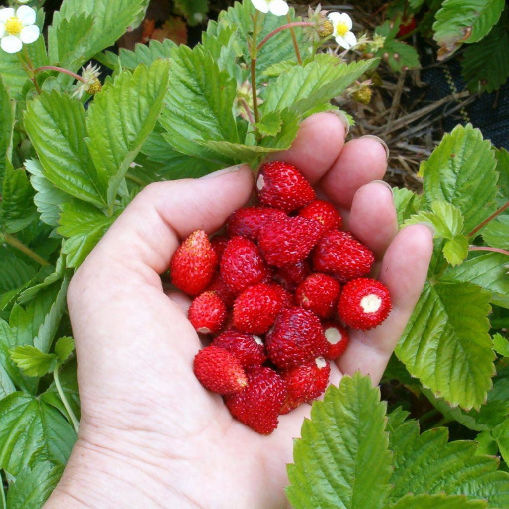 organic strawberries seeds Alpine Strawberry Seeds (Fragaria vesca 'Ruegen')