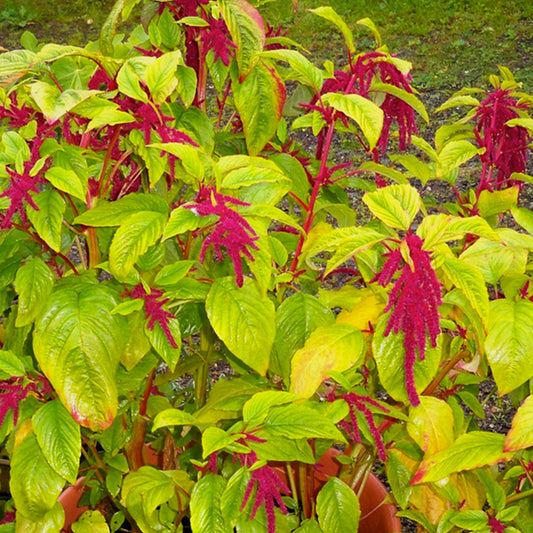 Love-Lies-Bleeding Red Amaranth Seeds (Amaranthus caudatus)