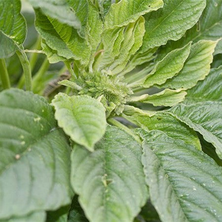 Mercado Amaranth Seeds